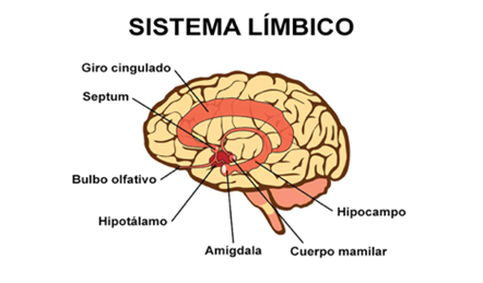 Representación gráfica del sistema límbico